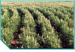 Narrow Leafed Lupins