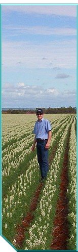 Lupins Farming