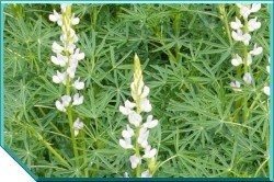 Lupins Angus