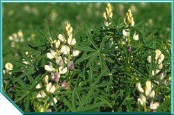 Lupins Angustifolius