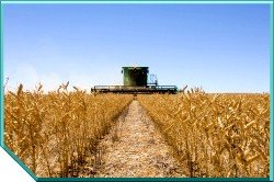 Lupins Harvest