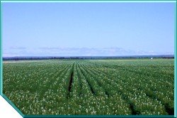 Lupins Mullewa