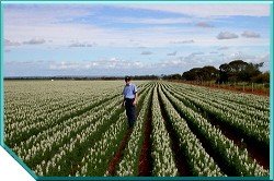 Lupins Wide Row