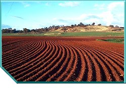 Red Loam Soils