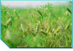 Lupin Varieties